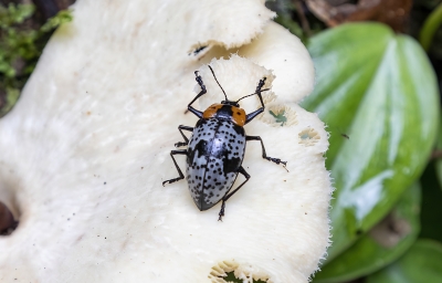 Beetle eating fungus 2020